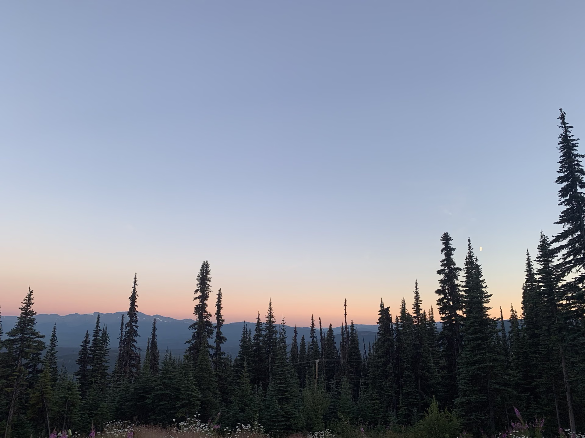 Treeline at dusk in summer above Smithers, BC